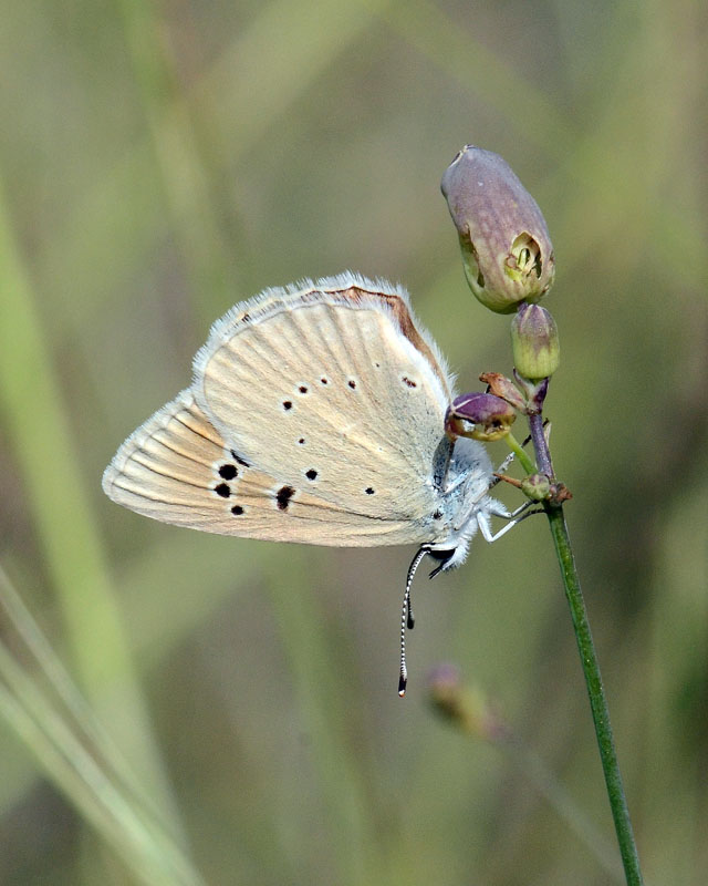 Glaucopsyche alexis femmina?